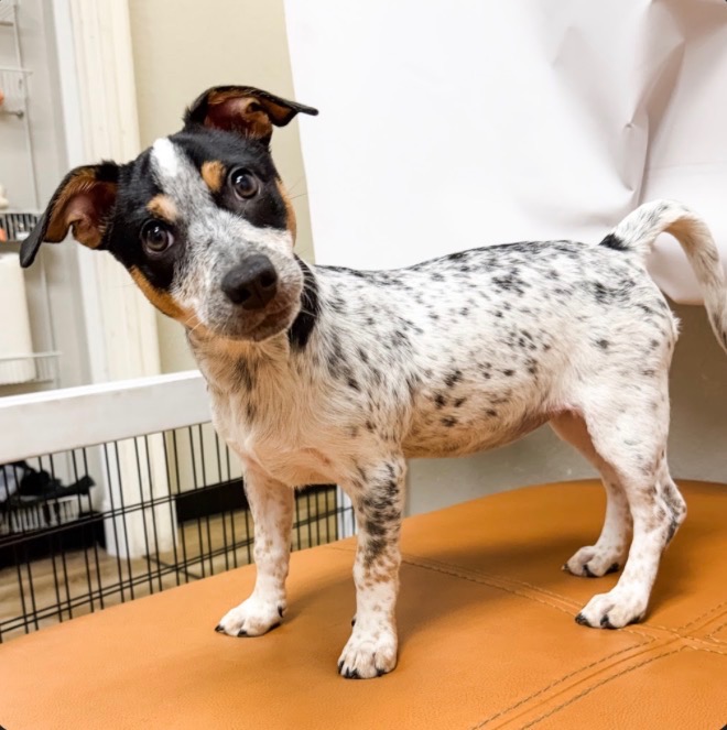 Sylvia, a small black, white, and tan speckled dog with curious ears, standing on an orange cushion; her official introduction portrait.