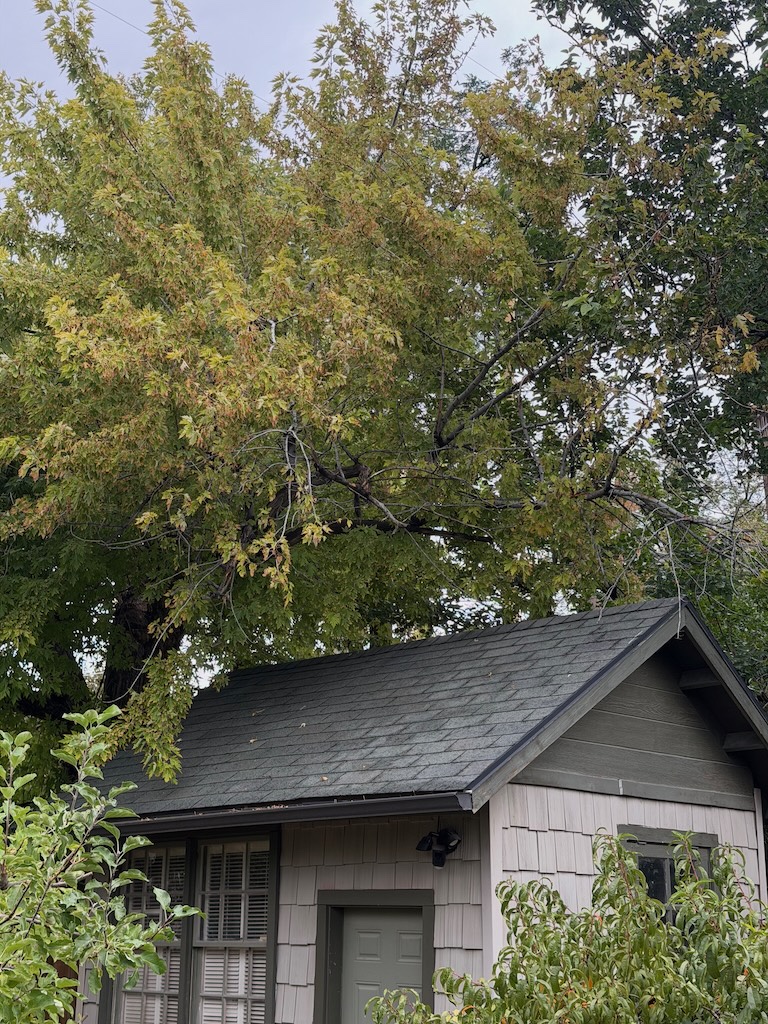 Close-up of the dead, darkened, splintered branch tangled in the maple canopy directly above the shed's gray shingle roof