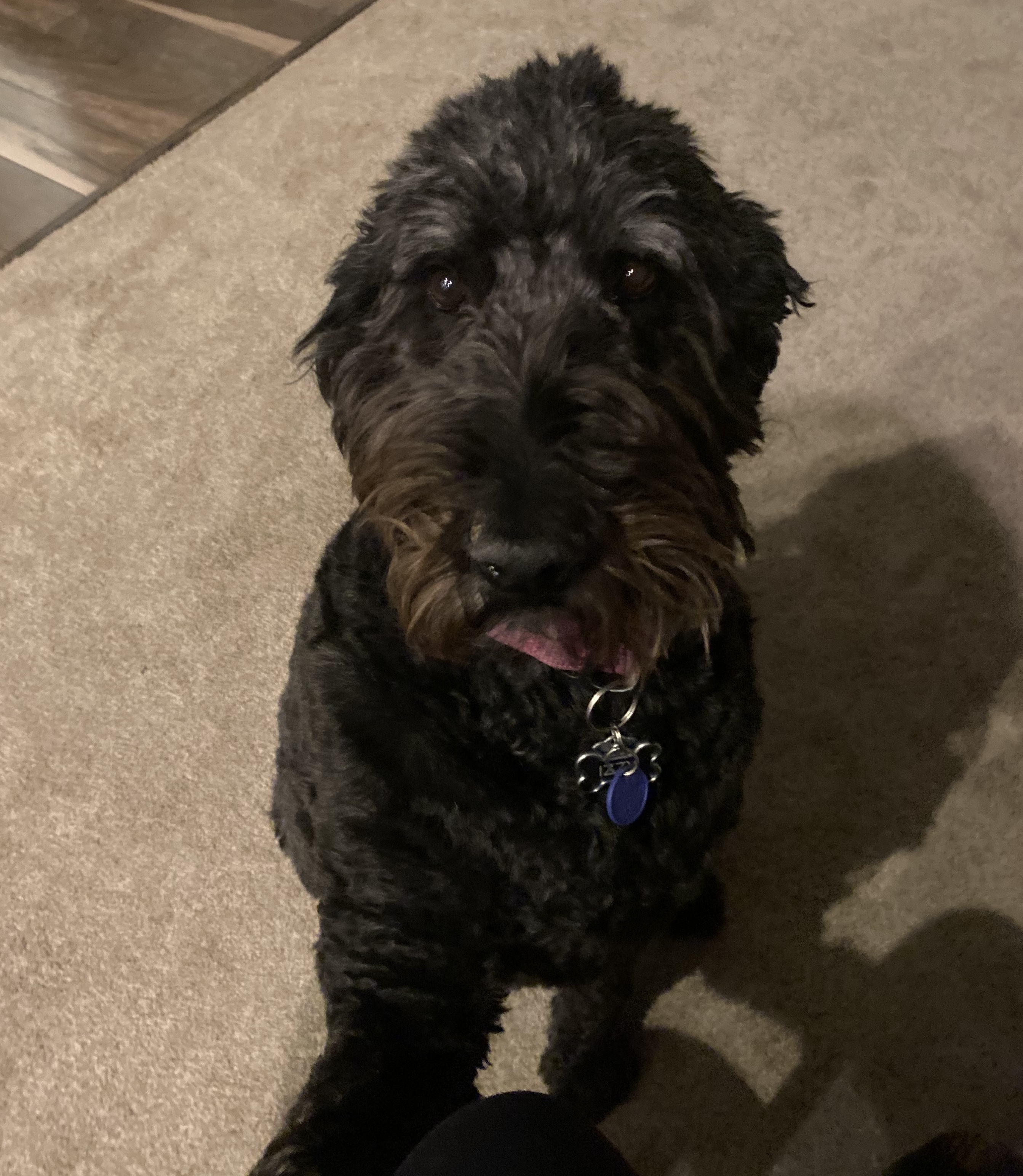 Izzy the black curly-haired doodle dog sitting on a carpet with a blue name tag