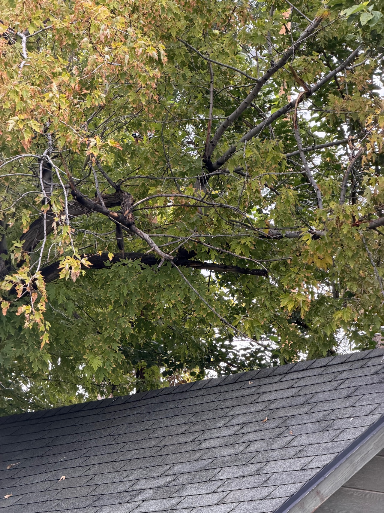 Wide view of a large maple tree towering over a small gray shingled shed, its canopy turning yellow — the scene of the impending catastrophe