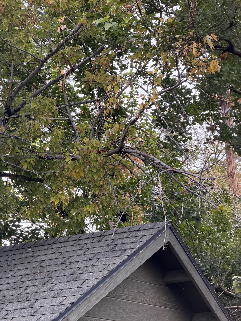 Looking up from the shed's gable roof peak at broken, drooping branches with split, peeling bark hanging just above the roofline