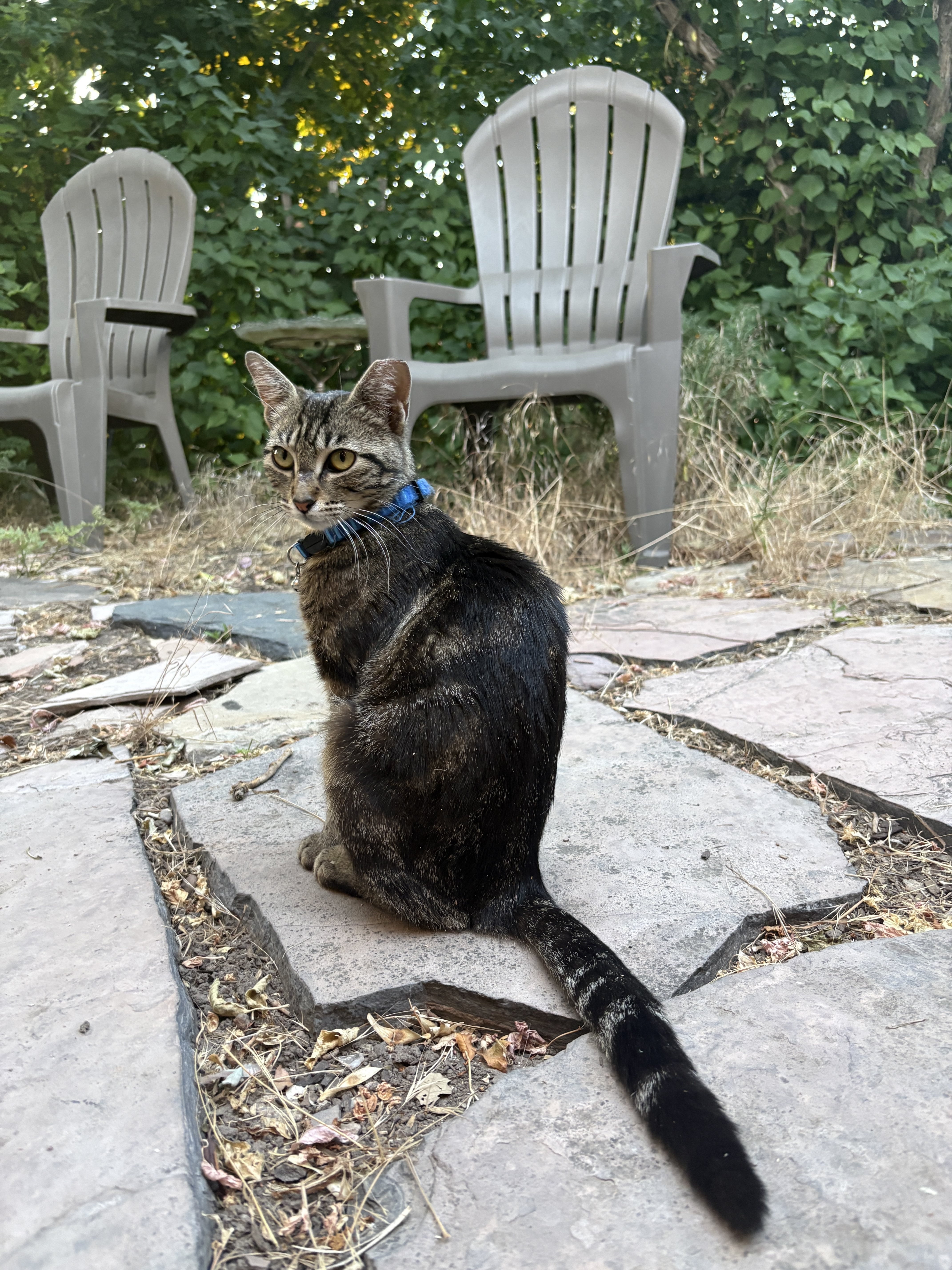 Ophelia, a brown tabby feral cat with a blue collar, sitting on a stone patio and gazing over her shoulder