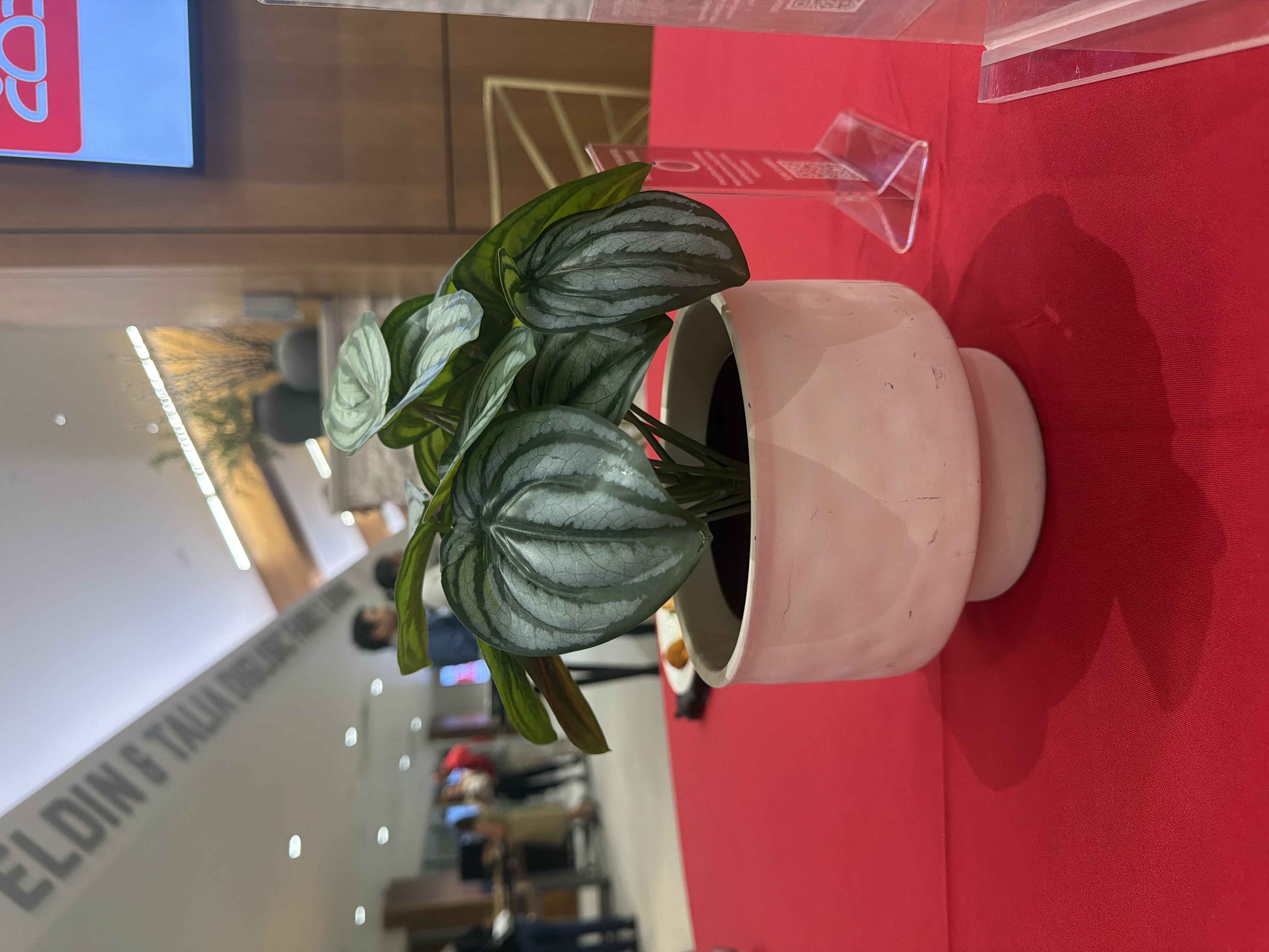 Your uploaded plant photograph: silver-and-green striped, rounded leaves in a pale ceramic pot on a red table, featured as the plant portrait.