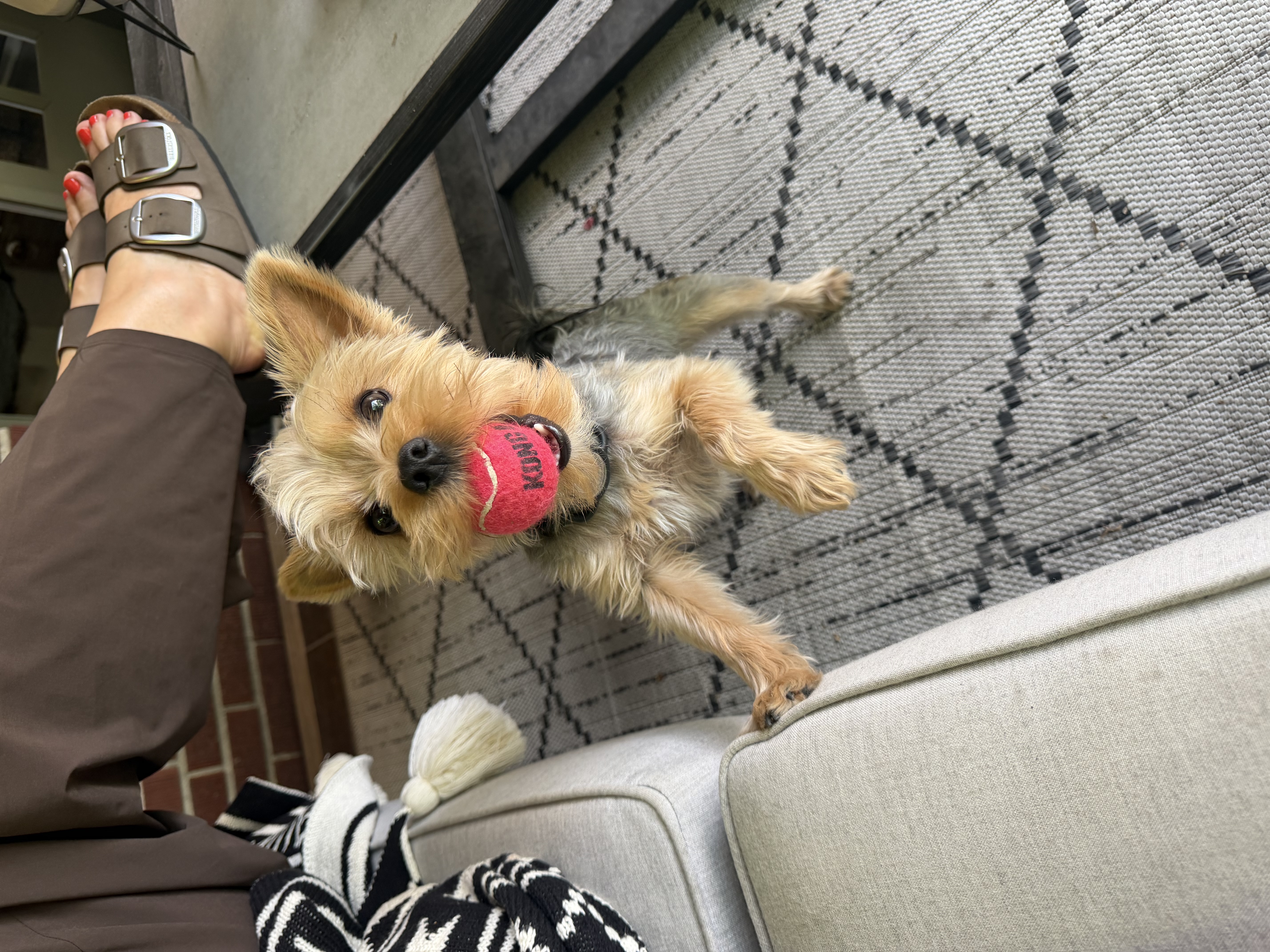 Timmy the Yorkshire Terrier standing on a patio rug holding a pink KONG tennis ball in his mouth, looking up eagerly at the camera